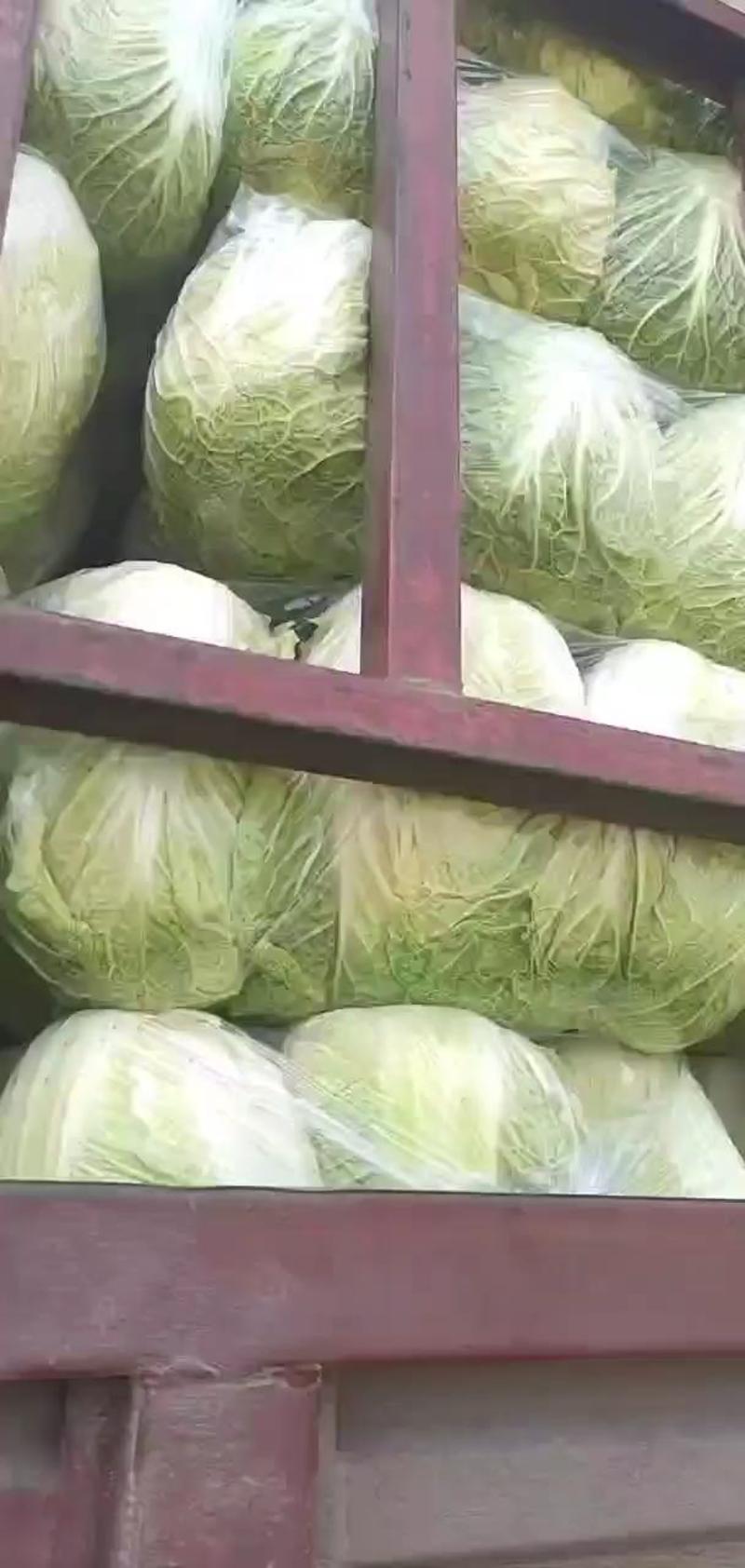 湖北高山生态大白菜黄心脆甜支持视频看货全国发货质量保证