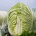 湖北高山生态大白菜黄心脆甜支持视频看货全国发货质量保证