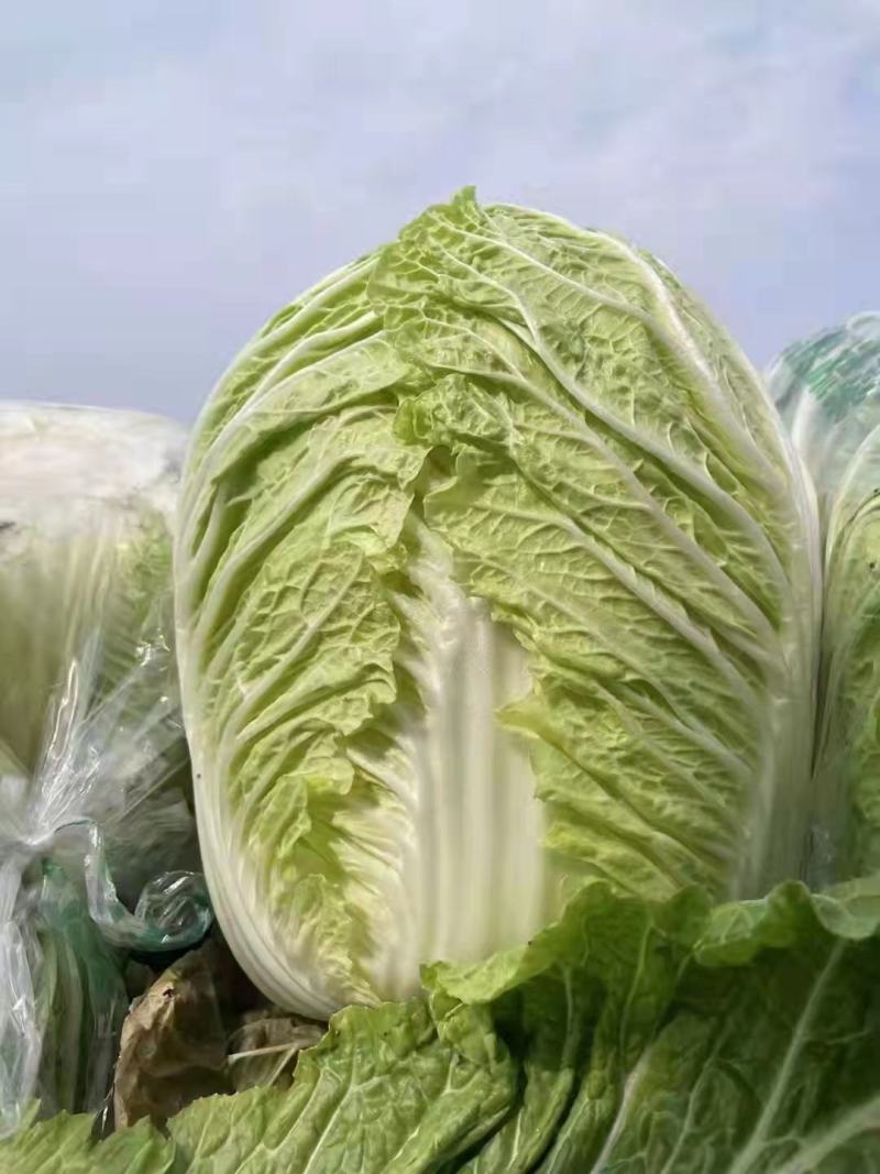 湖北高山生态大白菜黄心脆甜支持视频看货全国发货质量保证