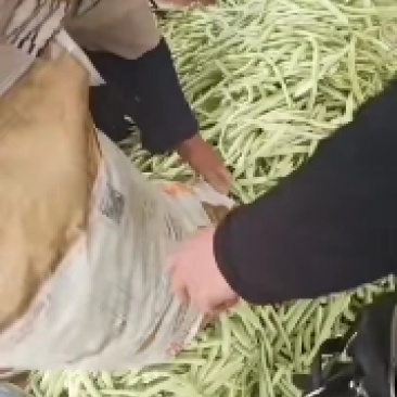山东单县，蔬菜，产地直供，货源充足，优等蔬菜，对接全国