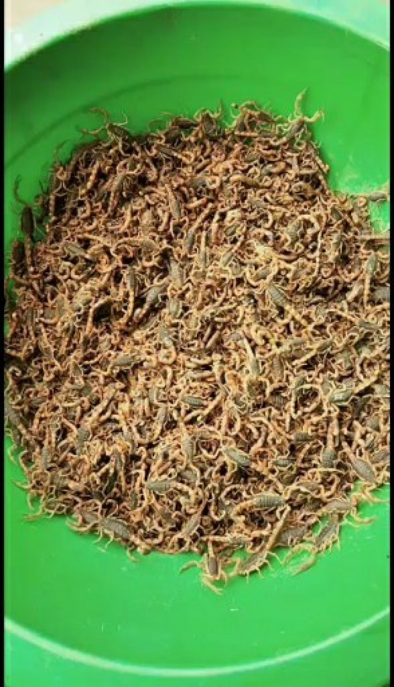 出售沂蒙山蝎子，油炸药用质量杠杠的