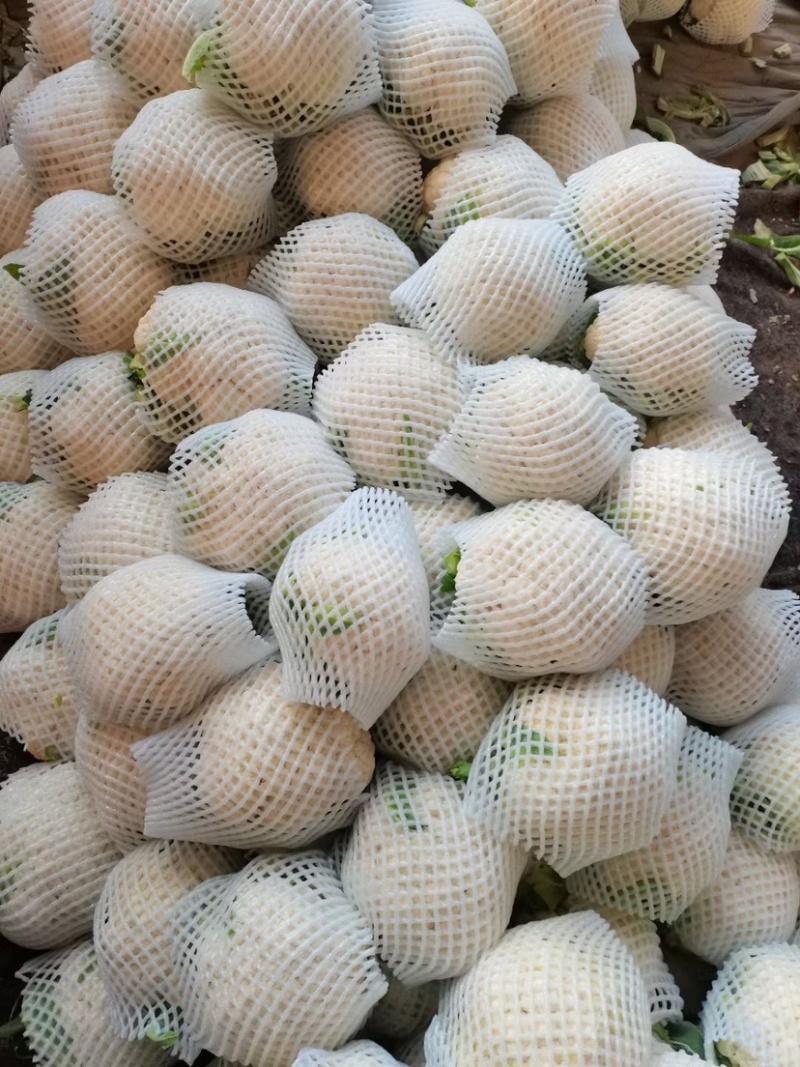 正品保障菜花长期供应价格美丽