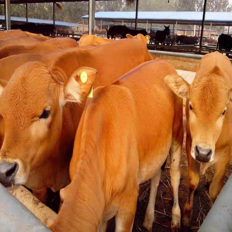 黄牛活牛苗黄牛犊肉牛犊鲁西黄牛黄牛仔肉牛养殖