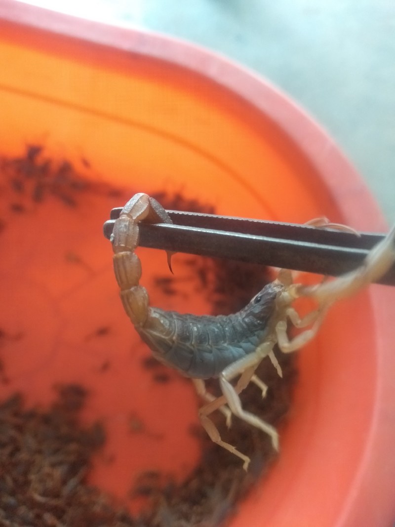 出售沂蒙山蝎子，各种沂蒙特产