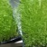 刘三姐芽苗菜