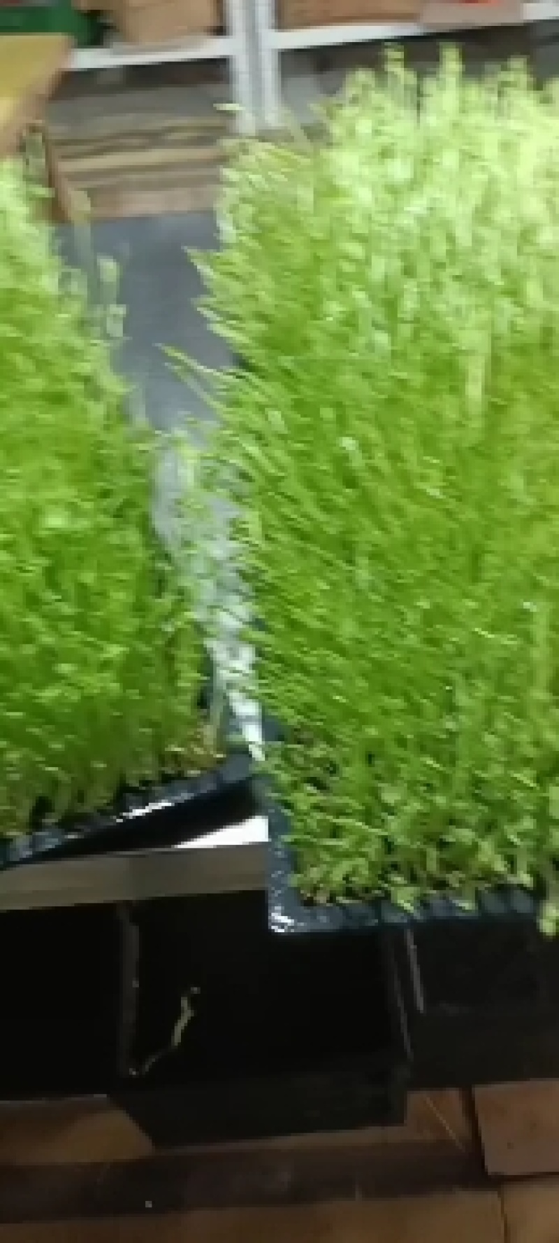 刘三姐芽苗菜