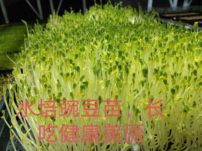 刘三姐芽苗菜