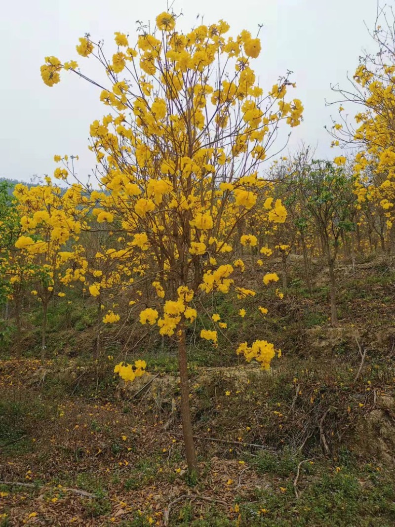 多花黄花风铃木8公分地苗黄花风铃木种植基地农户直销