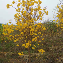 多花黄花风铃木8公分地苗黄花风铃木种植基地农户直销