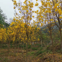 黄花风铃木多花、少花，胸径12公分，基地大量现货批发