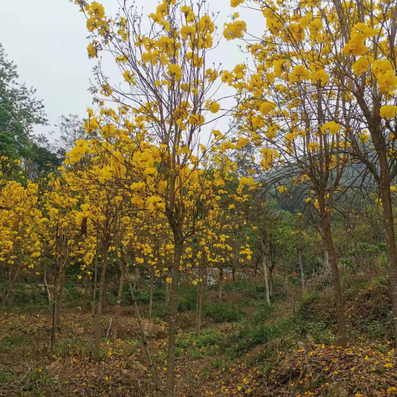 黄花风铃木多花、少花，胸径12公分，基地大量现货批发