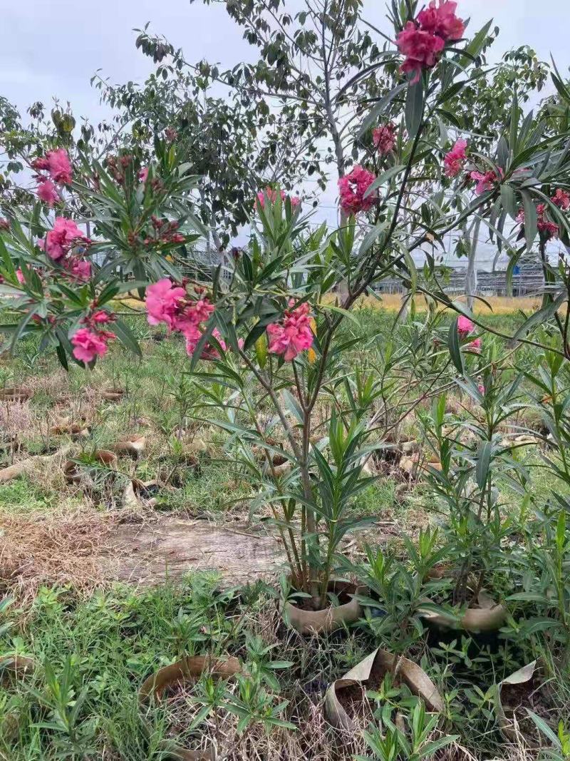 福建省漳州市供应绿化庭院设计，夹竹桃产地直销价大小规格