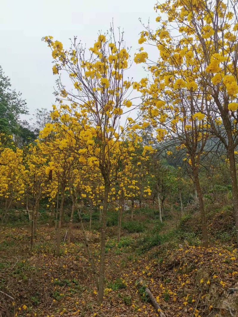 多花黄花风铃木清场处理还有200多棵10-12公分
