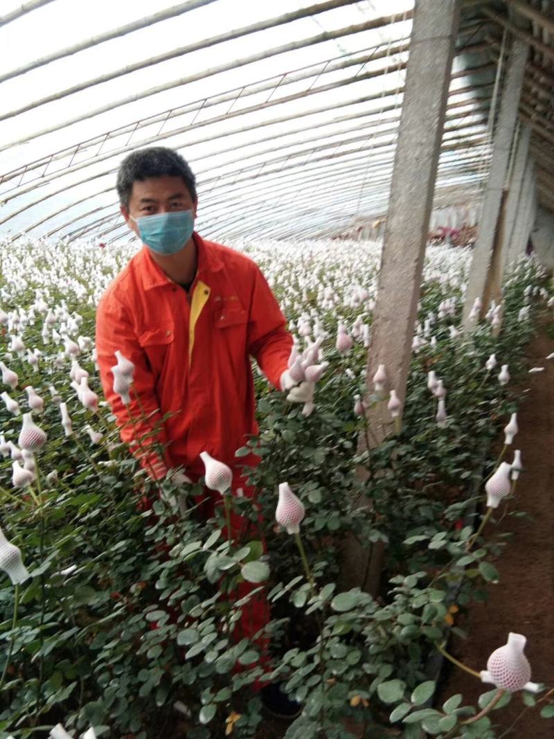 山东玫瑰花扶郎鲜切花基地常年供应鲜切花价格从优