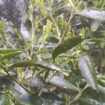 茶树