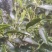 茶树