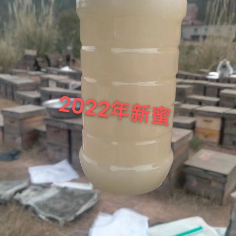 蜂蜜油菜花蜜结晶高浓度2022新蜜蜂蜜农家