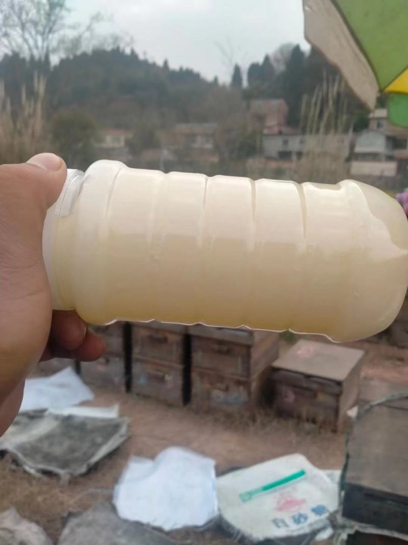2022年油菜花蜜纯蜂蜜成熟结晶蜂蜜包邮农家好蜜
