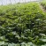 鑫城薯业大量推出脱毒济薯薯苗量大品种齐全欢迎前来选购