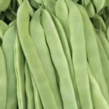 商河扁青芸豆