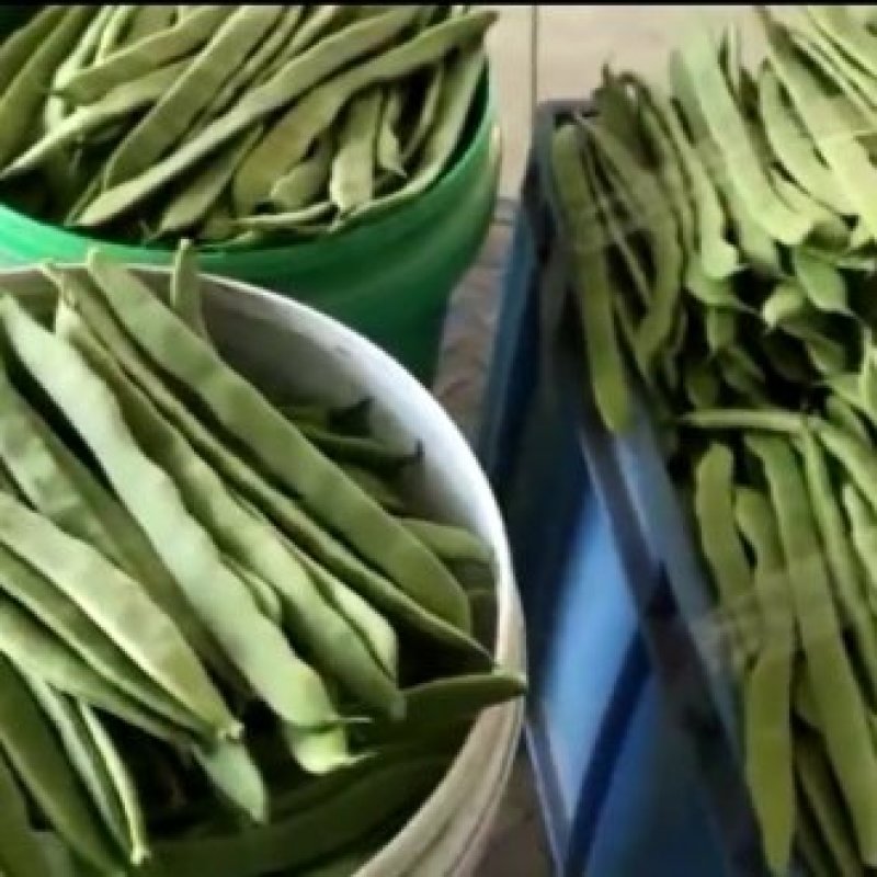 商河扁青芸豆