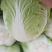 临漳县白菜