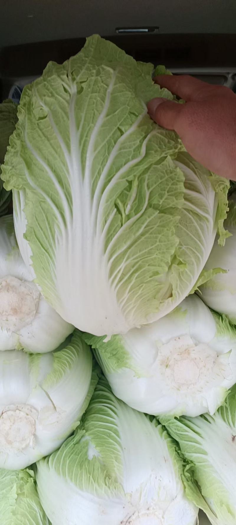 临漳县白菜