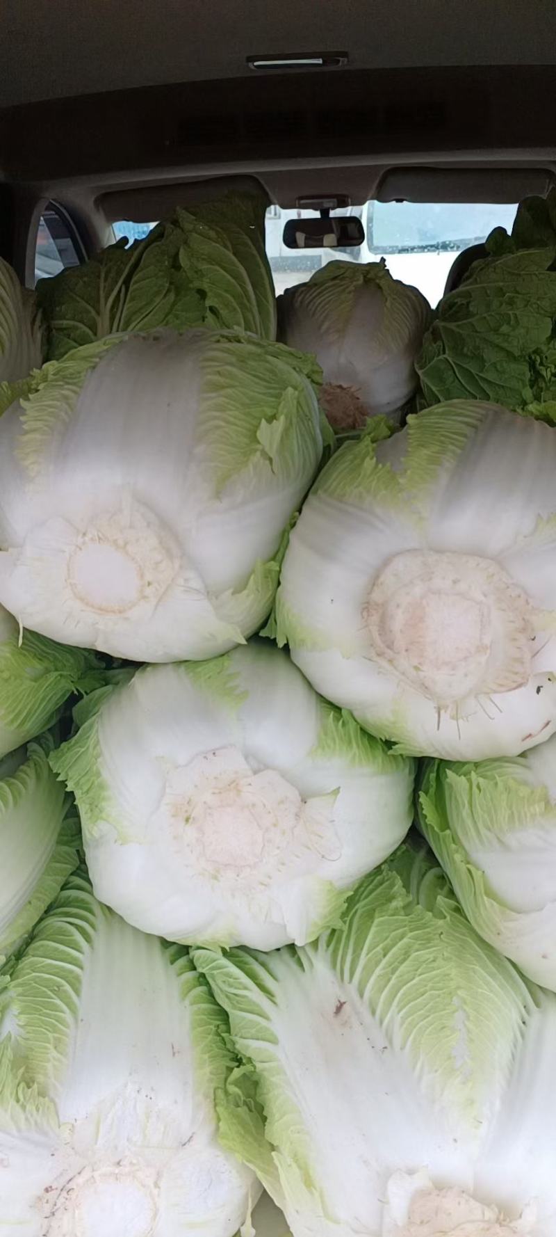 临漳县白菜