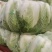临漳县白菜