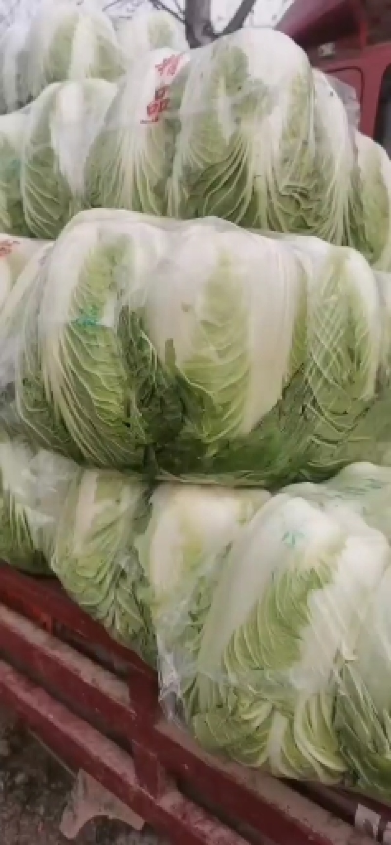 临漳县白菜