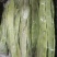 商河扁青芸豆