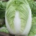临漳县白菜