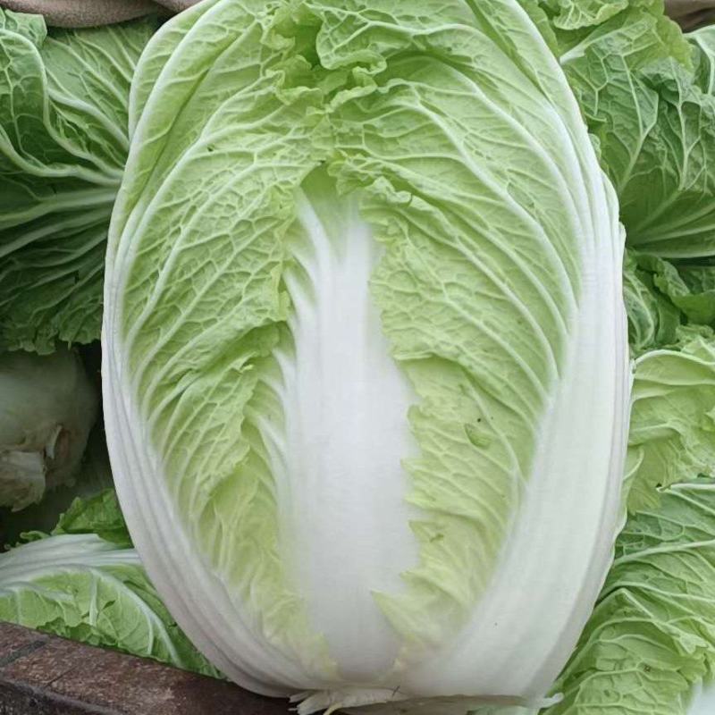 临漳县白菜