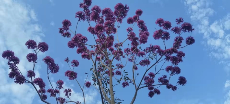 紫花风铃木各种规格齐全基地现货低价批发