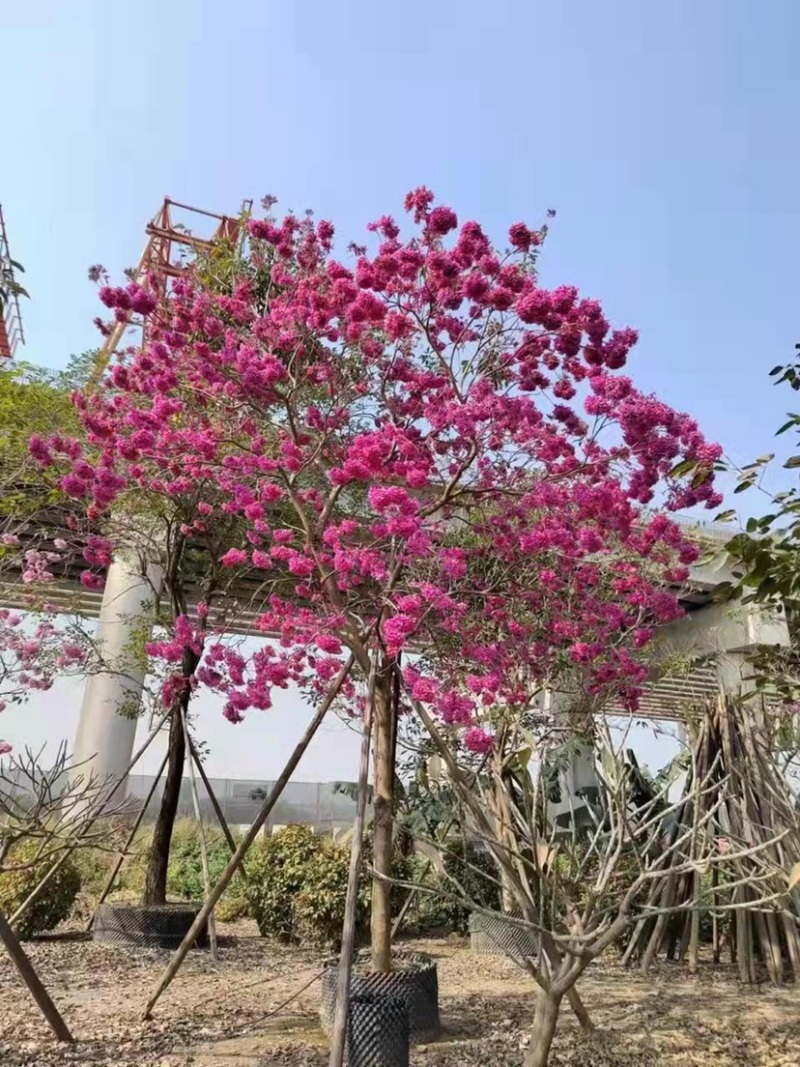 紫花风铃木各种规格齐全基地现货低价批发