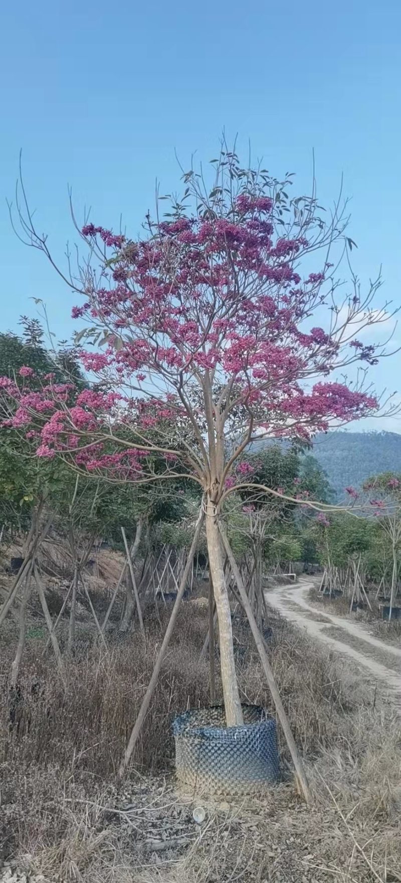 紫花风铃木各种规格齐全基地现货低价批发