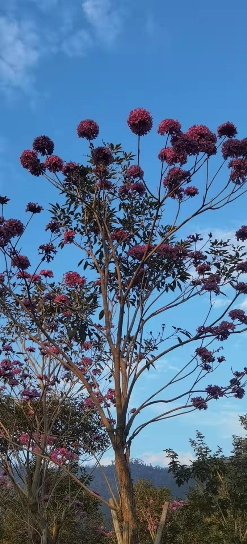 紫花风铃木各种规格齐全基地现货低价批发