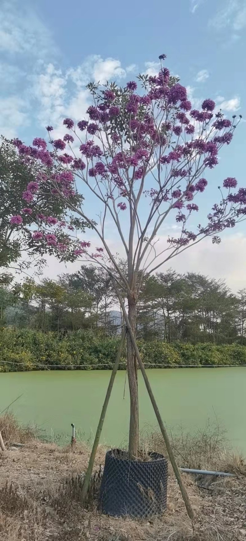 风铃木紫花风铃木风铃木种植基地直销批发价格