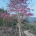 风铃木紫花风铃木风铃木种植基地直销批发价格