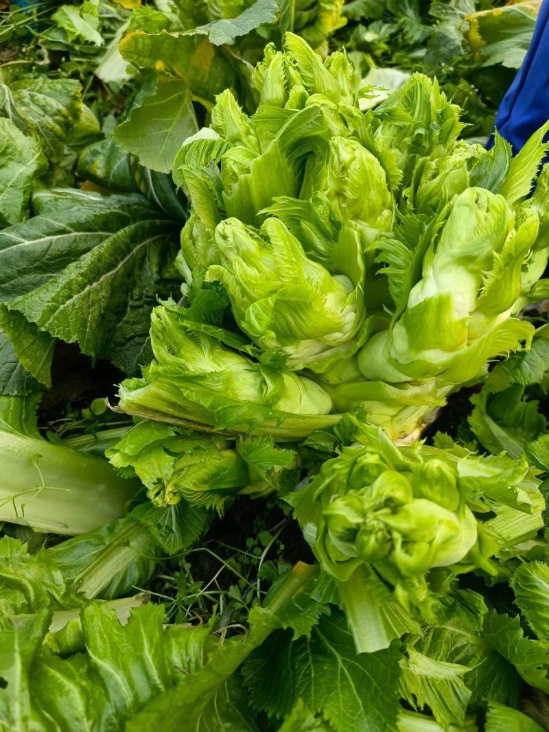 贵州儿菜基地一手货源大量优先需要的联系批发代办全国发货
