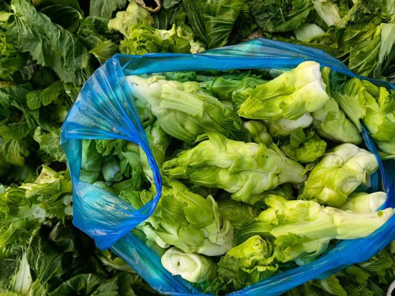 贵州儿菜基地一手货源大量优先需要的联系批发代办全国发货
