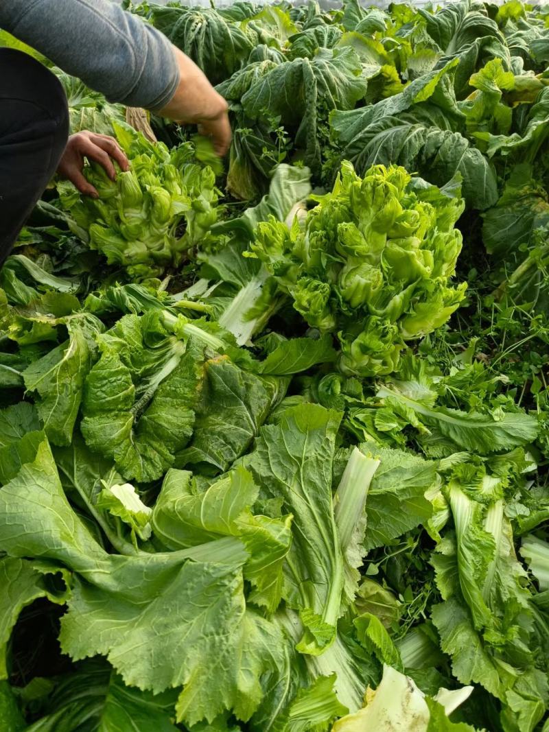 贵州儿菜基地一手货源大量优先需要的联系批发代办全国发货