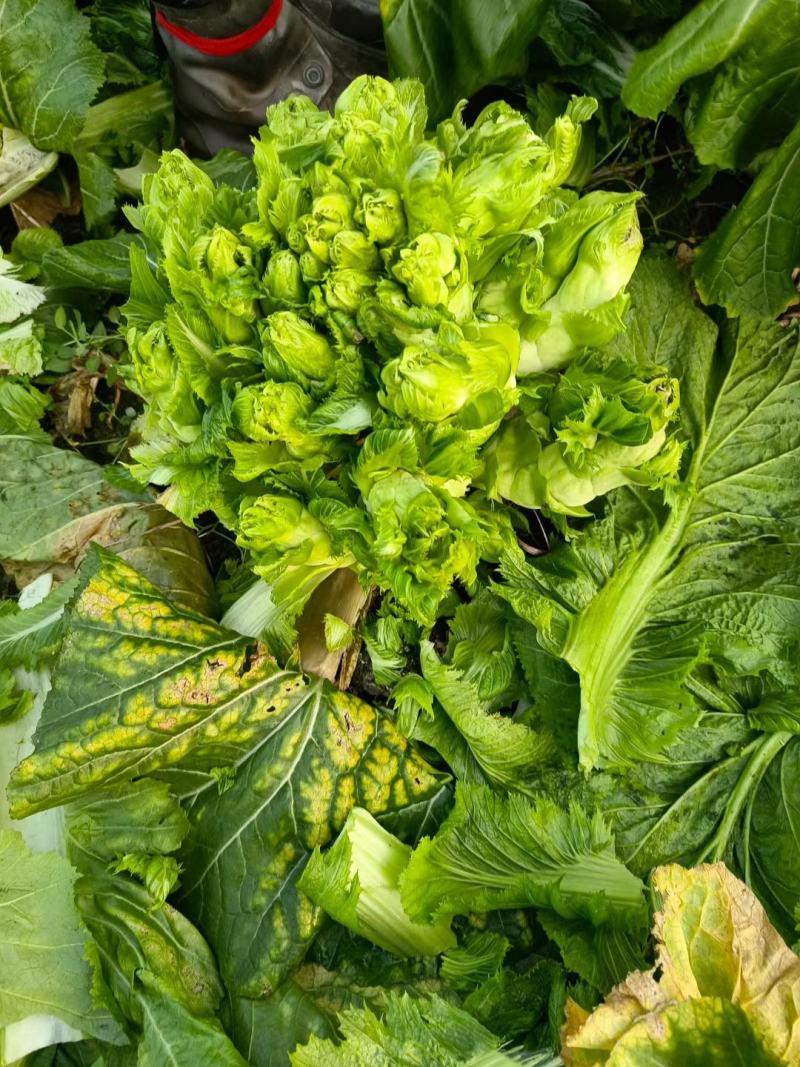 贵州儿菜基地一手货源大量优先需要的联系批发代办全国发货