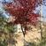 100元一颗随便挑中国红枫大树，粗度5到10公分定植8年