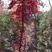 100元一颗随便挑中国红枫大树，粗度5到10公分定植8年