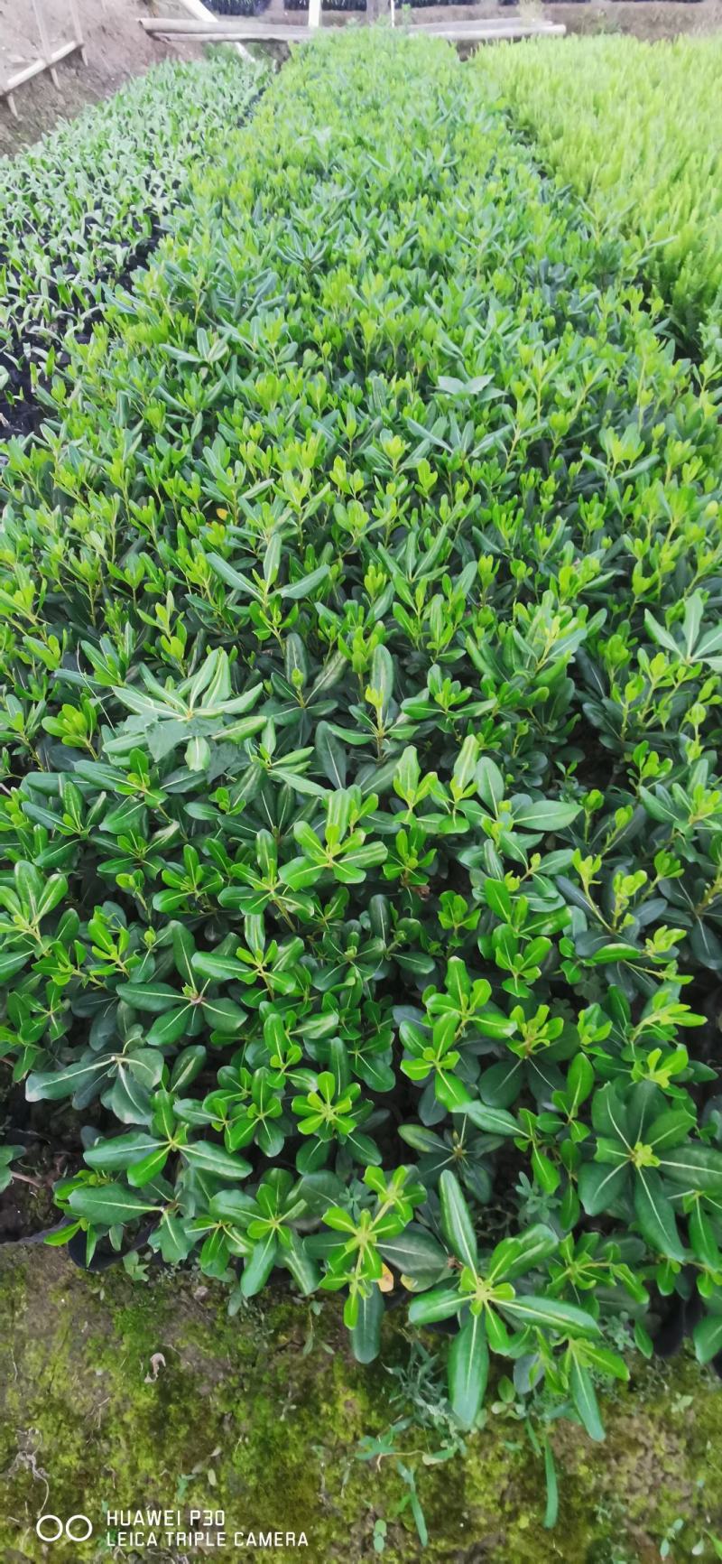 湖南郴州大量供应海桐苗海桐球形四季常青装杯苗绿化工程苗