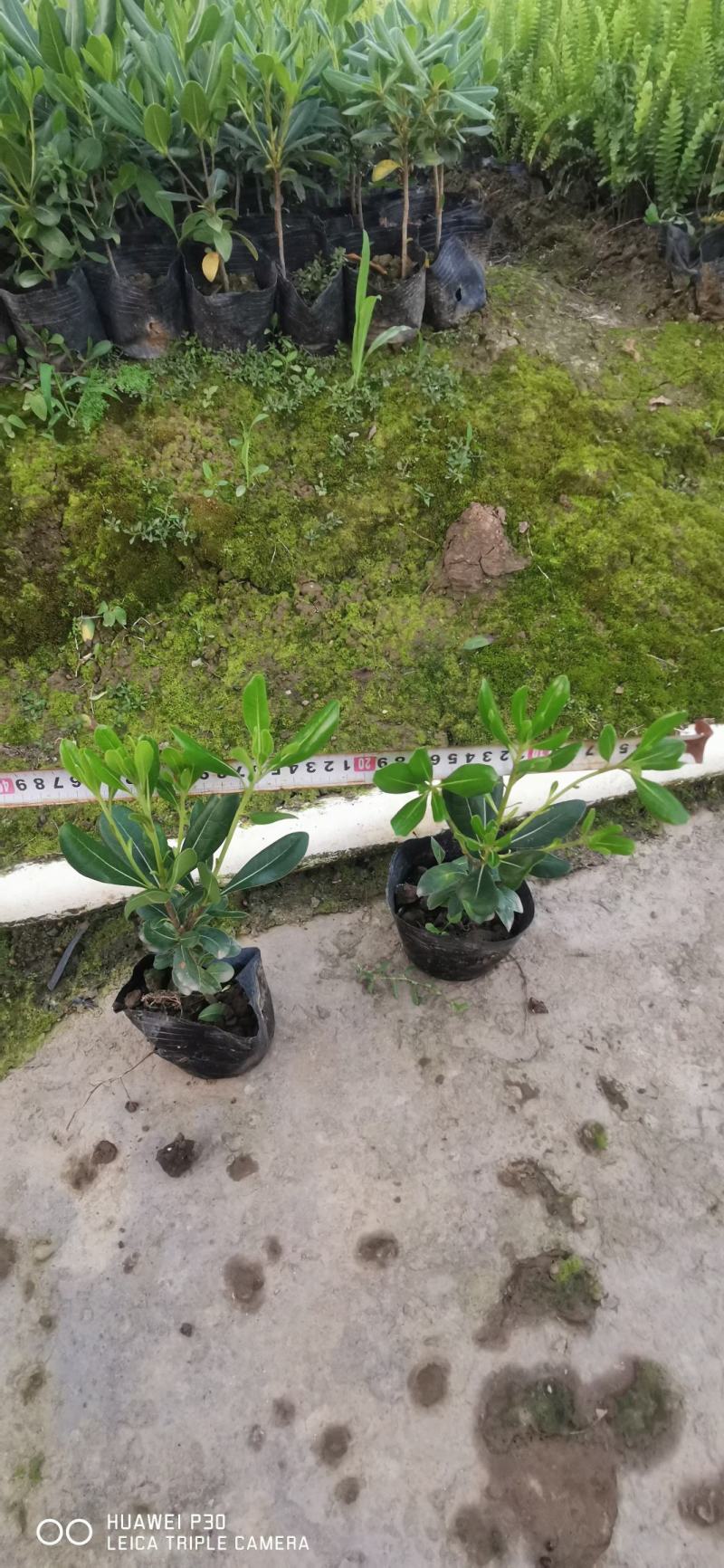 湖南郴州大量供应海桐苗海桐球形四季常青装杯苗绿化工程苗