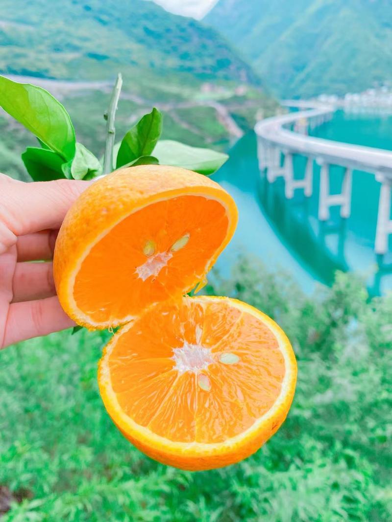 橙子湖北秭归夏橙果肉细嫩，橙香味儿浓郁果园看货采摘