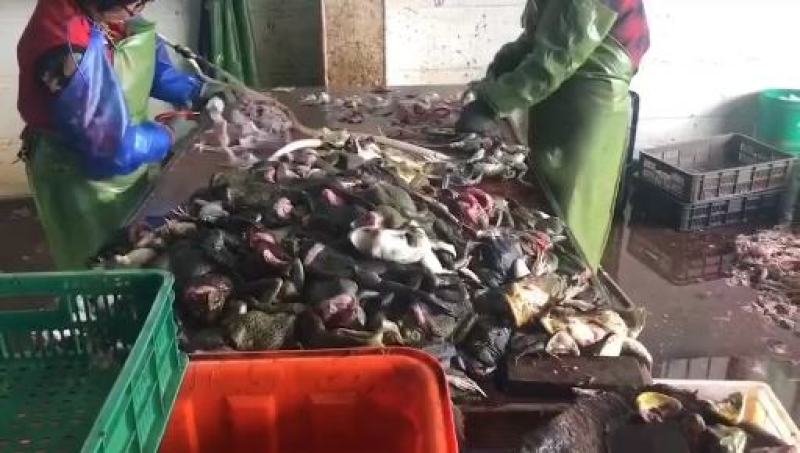 牛蛙活蛙农家蛙绿色健康食品销售批发商餐饮