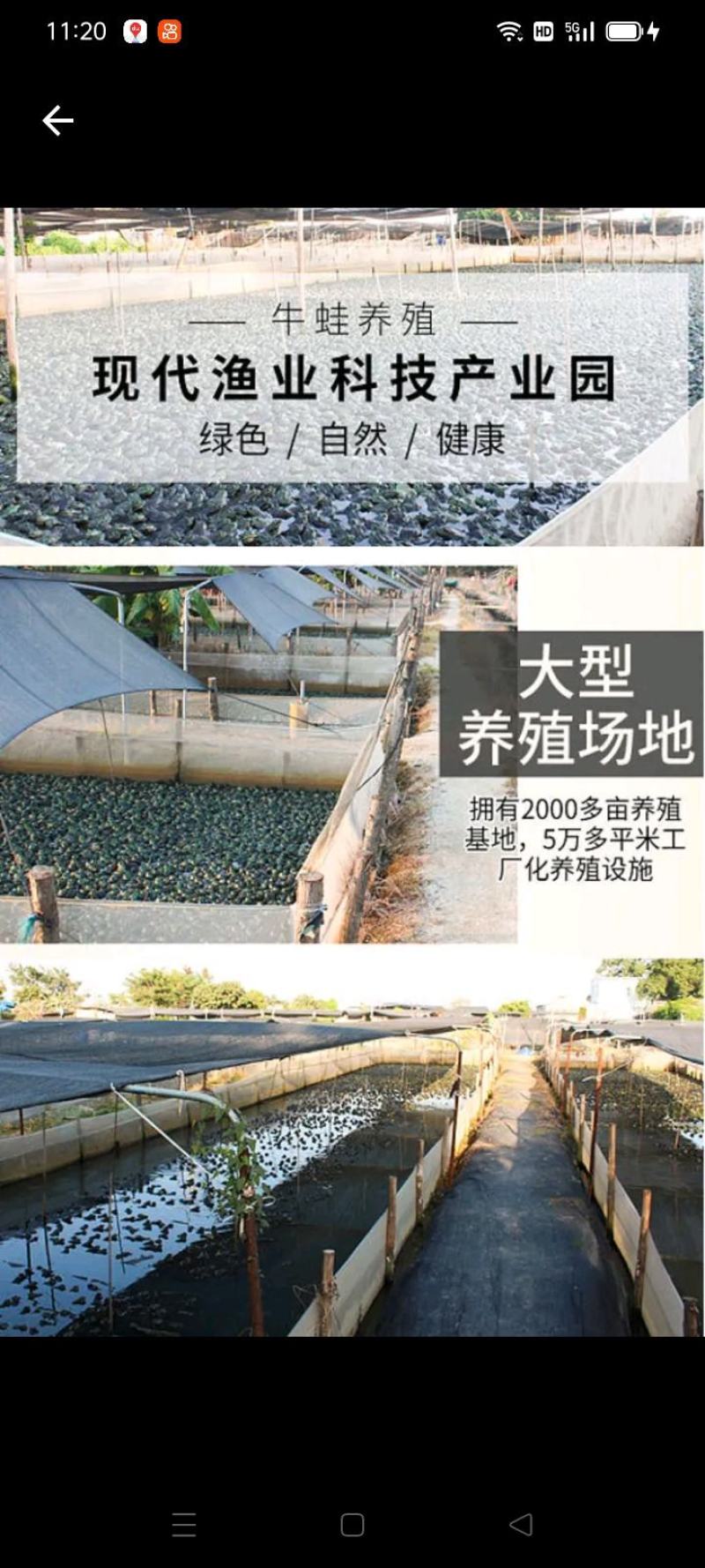 牛蛙活蛙农家蛙绿色健康食品销售批发商餐饮